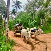 Sigiriya village tour
